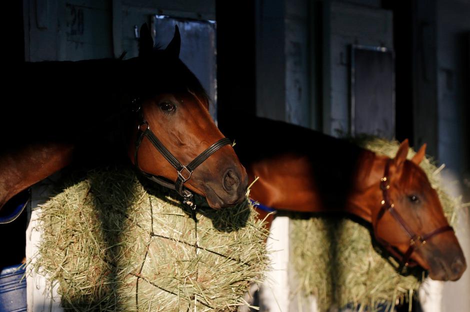 Konji | Avtor: Profimedia