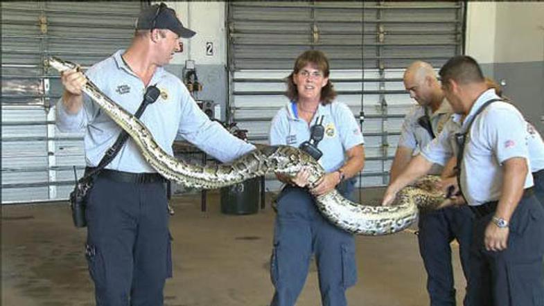 Burmanski piton je v povprečju velik 5,5 metra in tehta 71 kilogramov. Samice so