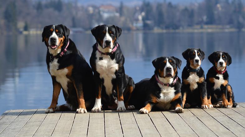 Veliki švicarski planšarski pes