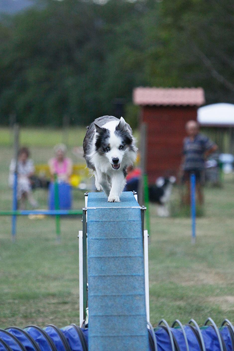 Agility | Avtor: Alenka Gorjan/Blazno blatno