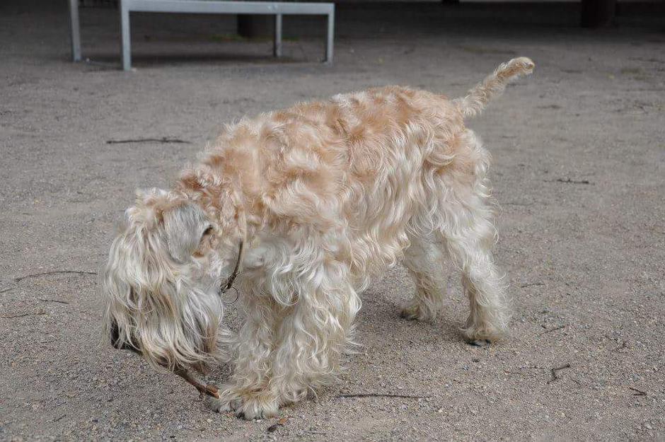 Irski mehkodlaki pšenični terier | Avtor: Tjaša Stanonik