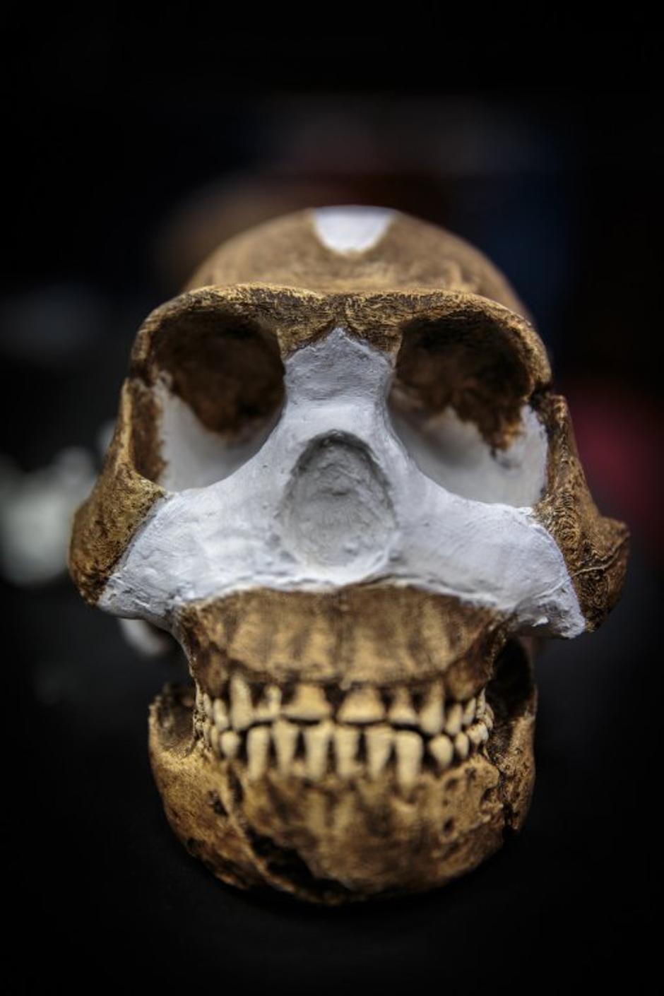 Nova vrsta človeka Homo naledi | Avtor: Profimedias