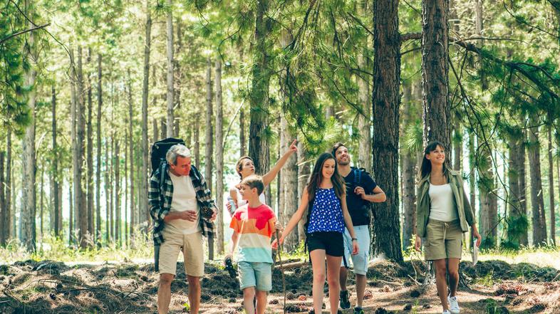 Gozd, pohod, izlet, sprehod