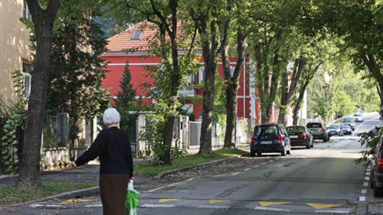 Srebraste javorje na Privozu bodo verjetno zamenjali z novo vrsto ginko.