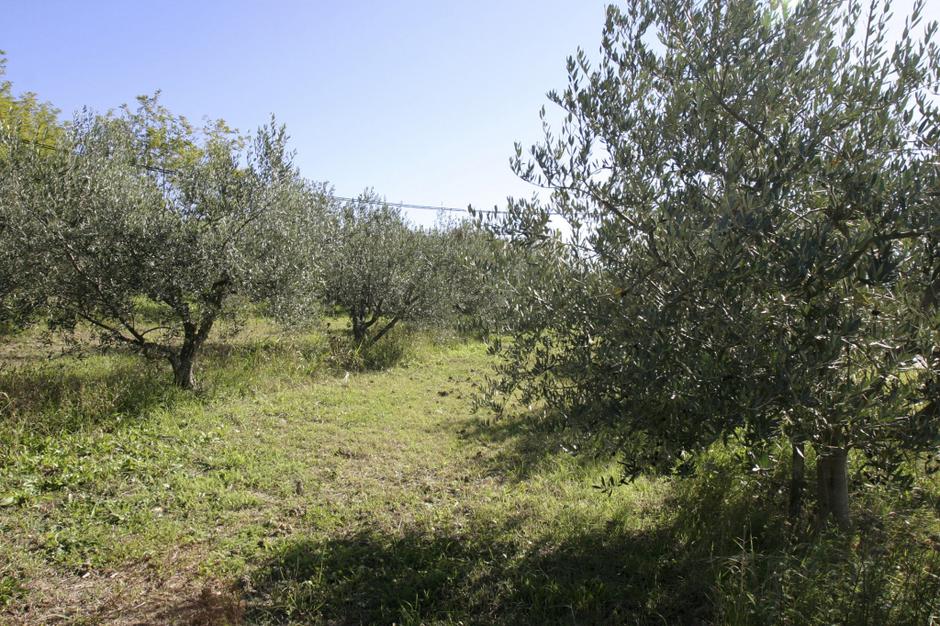 Slovenija 14.10.2007, debeli rtic, oljke, foto: Barbara Milavec | Avtor: Barbara Milavec