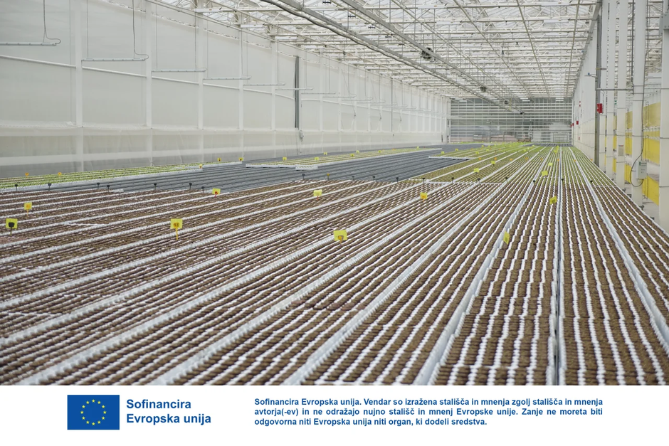 steklenjak Panvita Nemščak pridelava solate | Avtor: Dani Kolarič