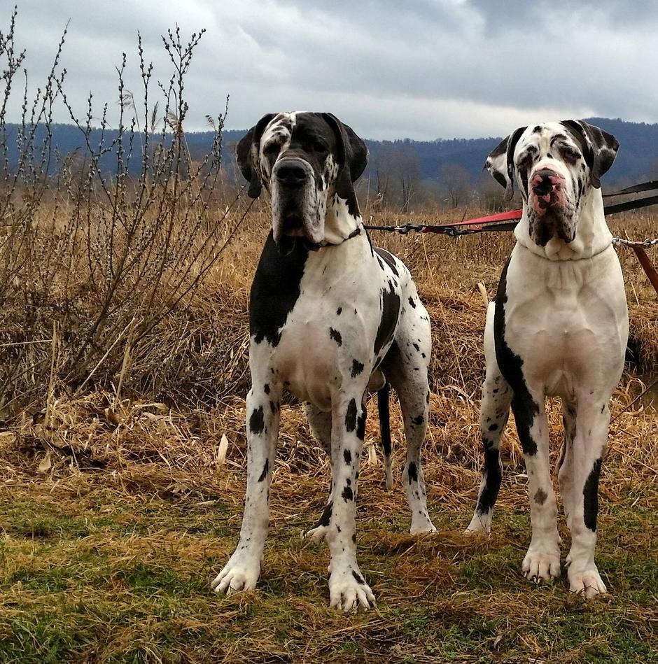 Nemška doga | Avtor: Slavi Porš, psarna From Valvasor's Land