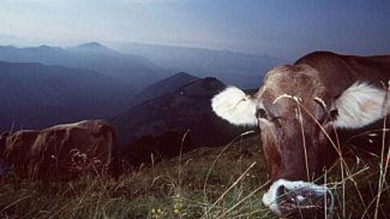 Na Štajerskem je udaril vranični prisad.