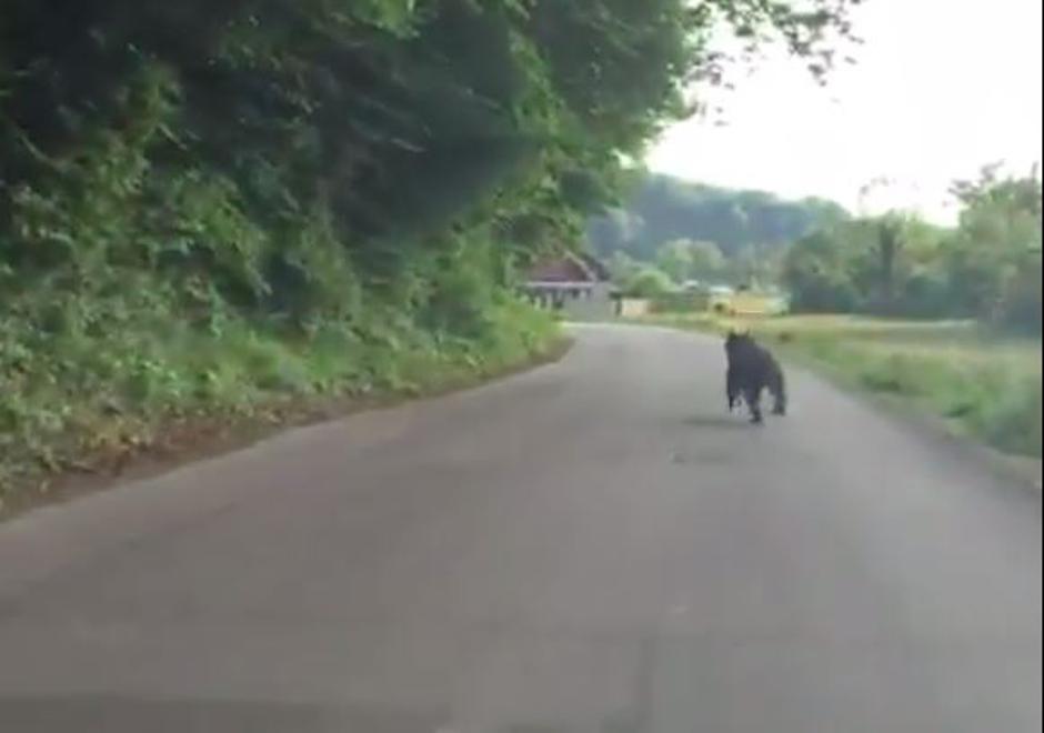 Medved v Vnanjih Goricah | Avtor: Facebook Frank Klemen