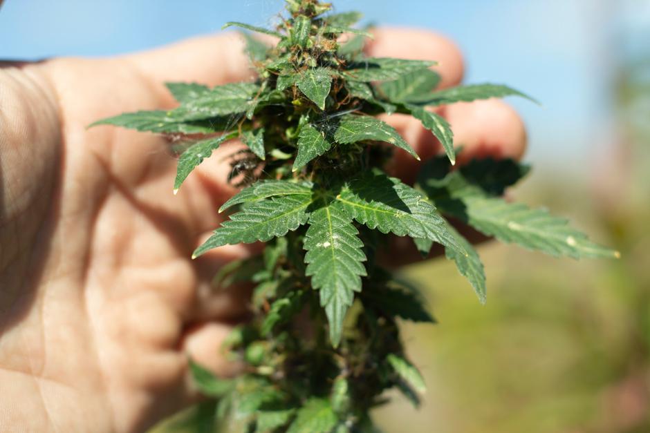 Konoplja | Avtor: Profimedia