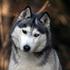 Husky