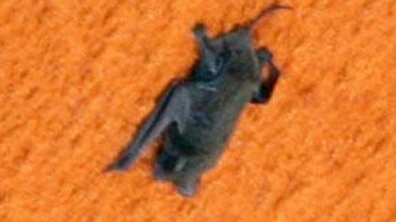 Strokovnjaki menijo, da je žival med vzletom poginila.