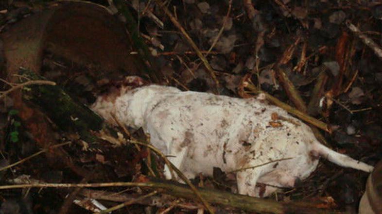 Pes je bil tetoviran, ni pa imel čipa. (Foto: Obalno društvo proti mučenju žival