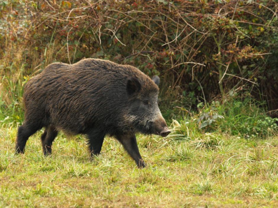 divji prašič | Avtor: Shutterstock