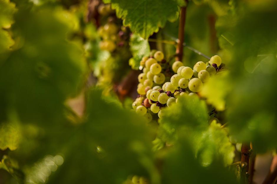 grozdje vinograd Chambord Francija | Avtor: Profimedia