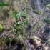 Caulerpa cylindracea