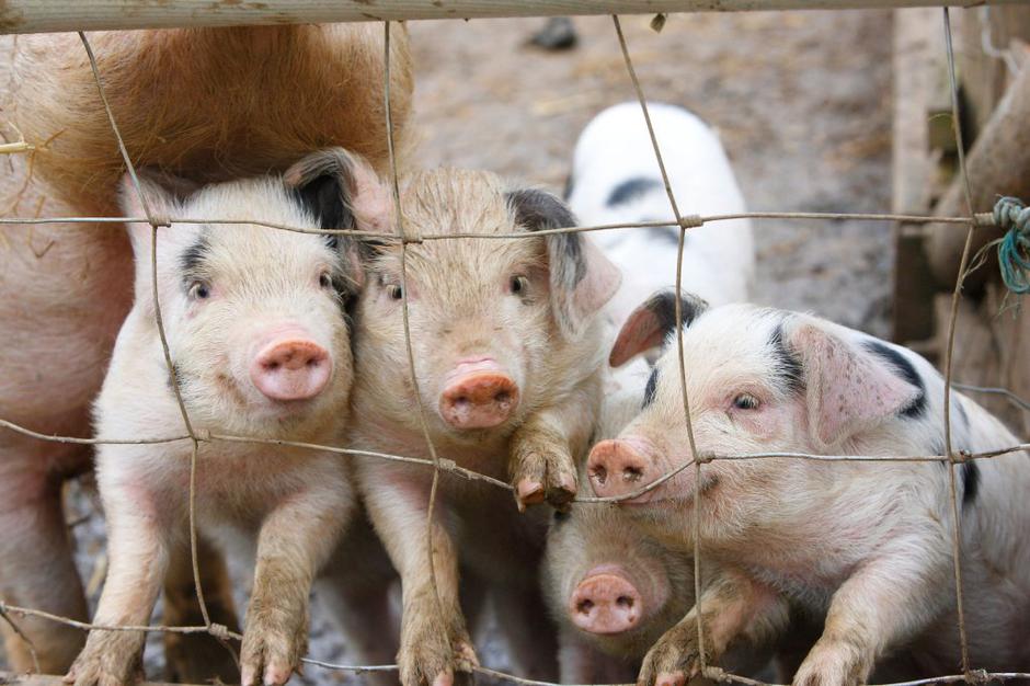 prašički | Avtor: Profimedia