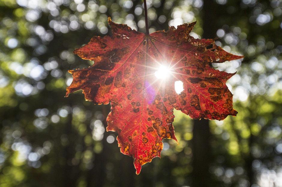 jesen vreme sonce | Avtor: Profimedia