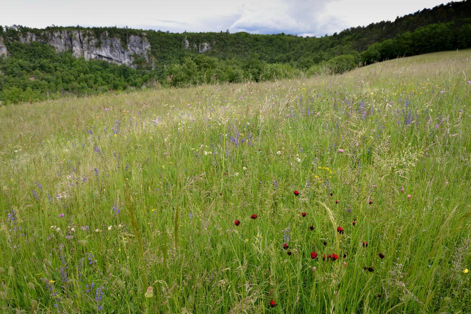 Kras, travnik | Avtor: Alenka Rozman