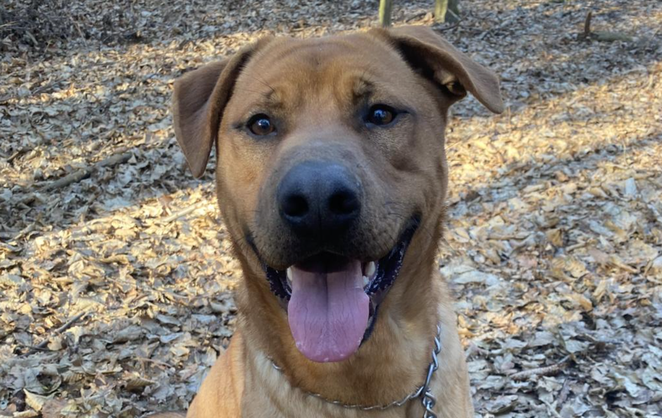 Bron | Avtor: Zavetišče Maribor