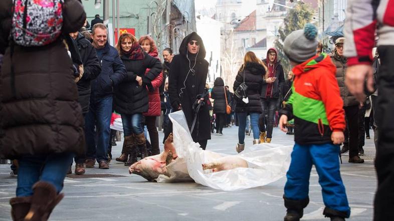 Performans 100KG, vlečenje prašiča po ulicah Ljubljane