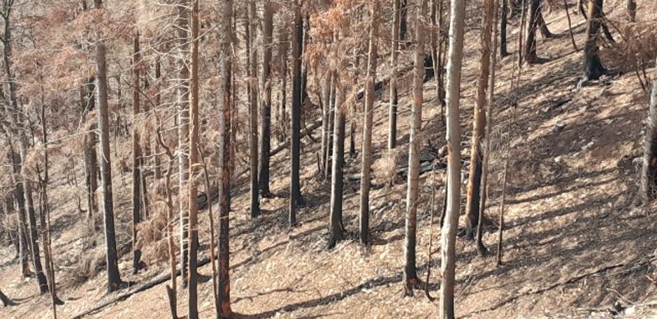 Potoška gora, gozd, obletnica požara, Preddvor | Avtor: Tomaž Polajnar