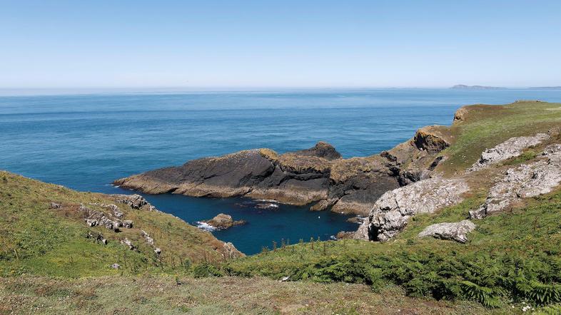 Mormoni na otoku Skomer