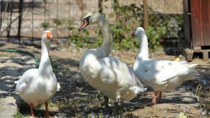 Zasebni živalski vrt