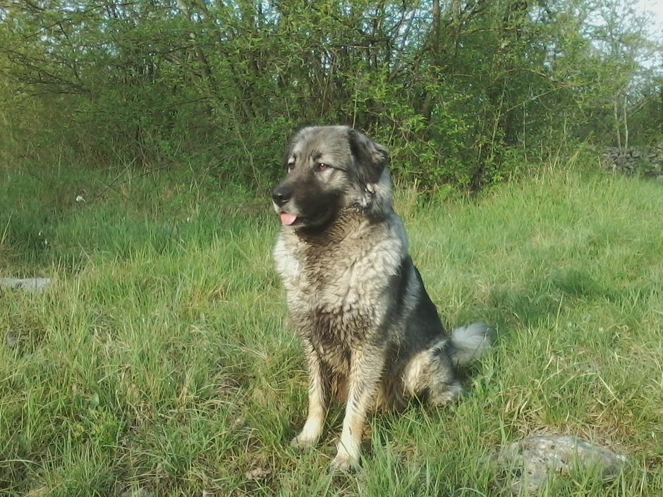 Kraški ovčar | Avtor: Davorin Lisjak