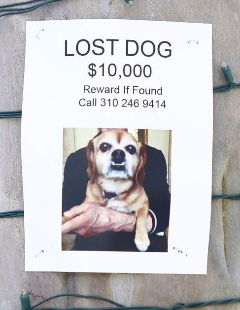 Sylvester Stallone pes