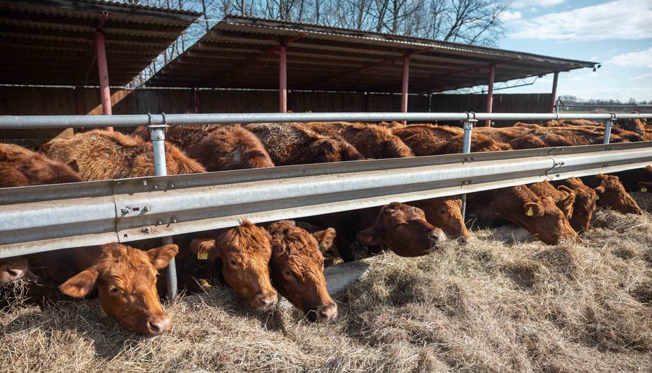 kmetija Hrovat Črenšovci | Avtor: Jure Banfi