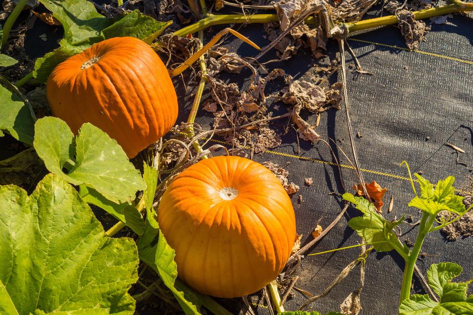 bučke in buče | Avtor: Profimedia