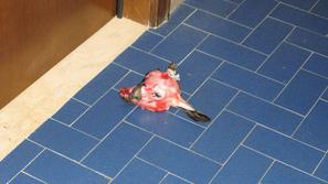 Grozljiv prizor pred vrati okoljevarstvenika Giurastanteja. (Foto: Žurnal24)