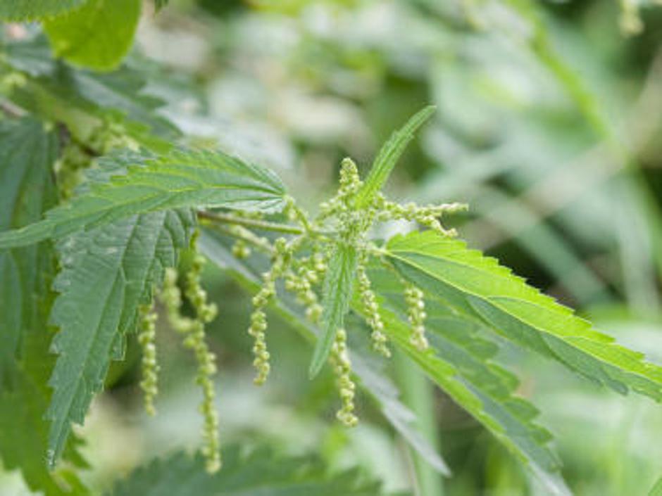 V Veliki Britaniji imajo tekmovanje v uživanju kopriv. | Avtor: Žurnal24 main