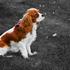 Cavalier King Charles