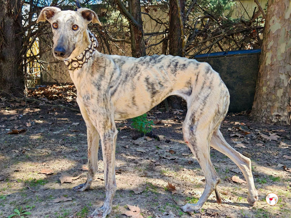 Galha Celia | Avtor: Galha Celia - išče dom