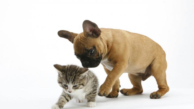 Pes in mačka