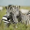 zebra, Serengeti