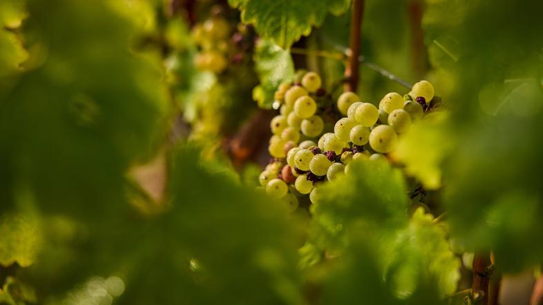 grozdje vinograd Chambord Francija