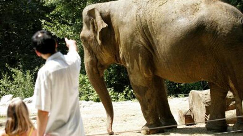 Bodo morali slone oddati?