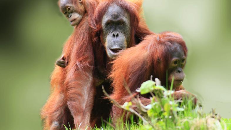 Borneo, orangutan