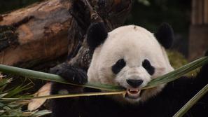 Panda Bao Bao