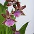 Zygopetalum