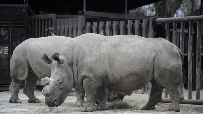 Na svetu živi samo še osem belih nosorogov. (Foto: AFP)