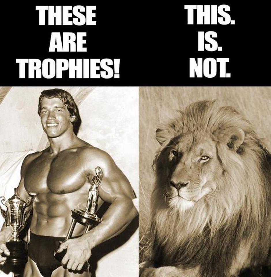 lev Cecil  | Avtor: Print screen