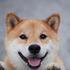 Shiba inu