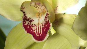 (Foto: Shutterstock)