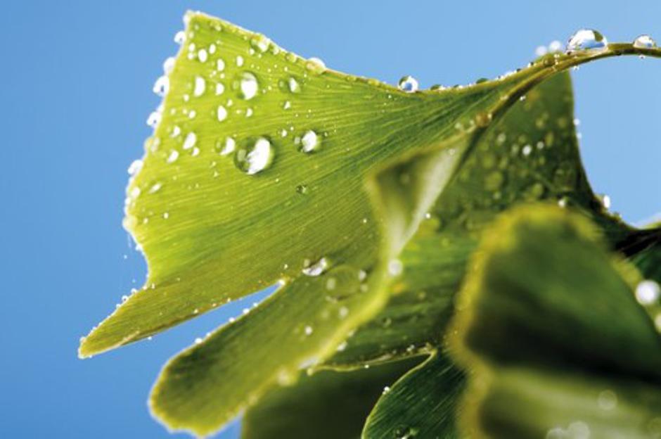 zdravilno | Avtor: Profimedias