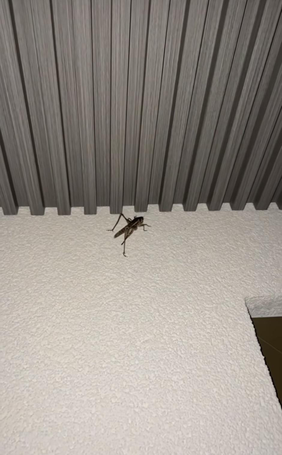 teja jugovic | Avtor: Instagram