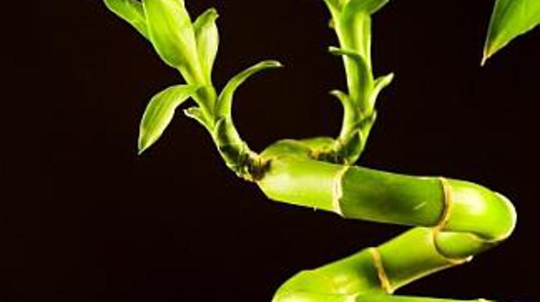 Če iščete srečo v ljubezni, v vazo skupaj postavite dve stebli srečnega bambusa.